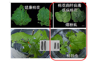 近日，微生物研究所發(fā)現(xiàn)雙生病毒調(diào)控植物免疫平衡實(shí)現(xiàn)全新生態(tài)功能